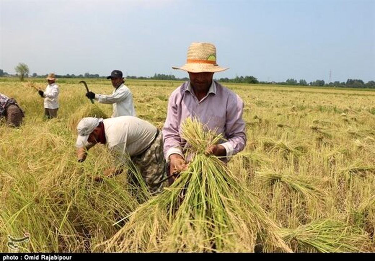 شبی ۵ میلیون تومان درآمد از سرقت ساقه‌های برنج